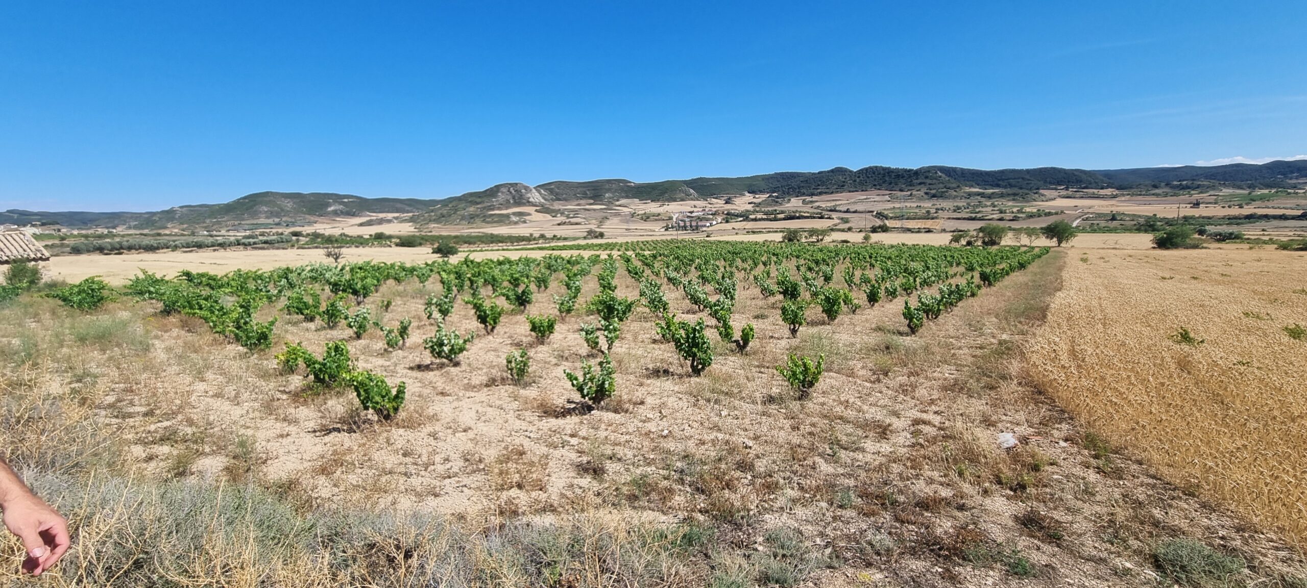 Viñas Huérfanas: