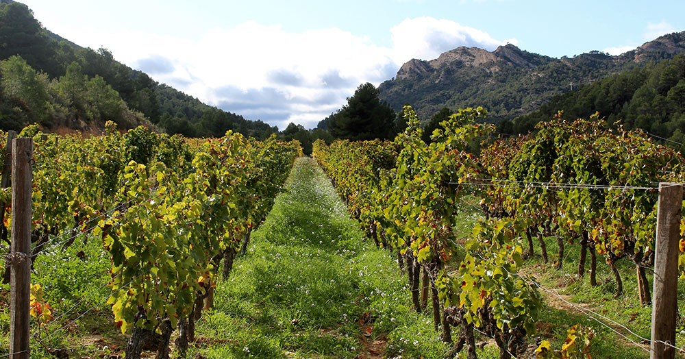 Celler Bàrbara Forés